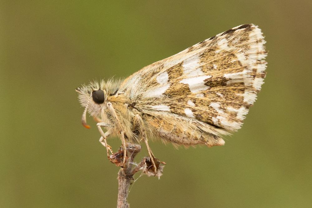 Tacheté austral (Le), Hespérie de l'Aigremoine (L' Pyrgus malvoides (Elwes & Edwards, 1897)