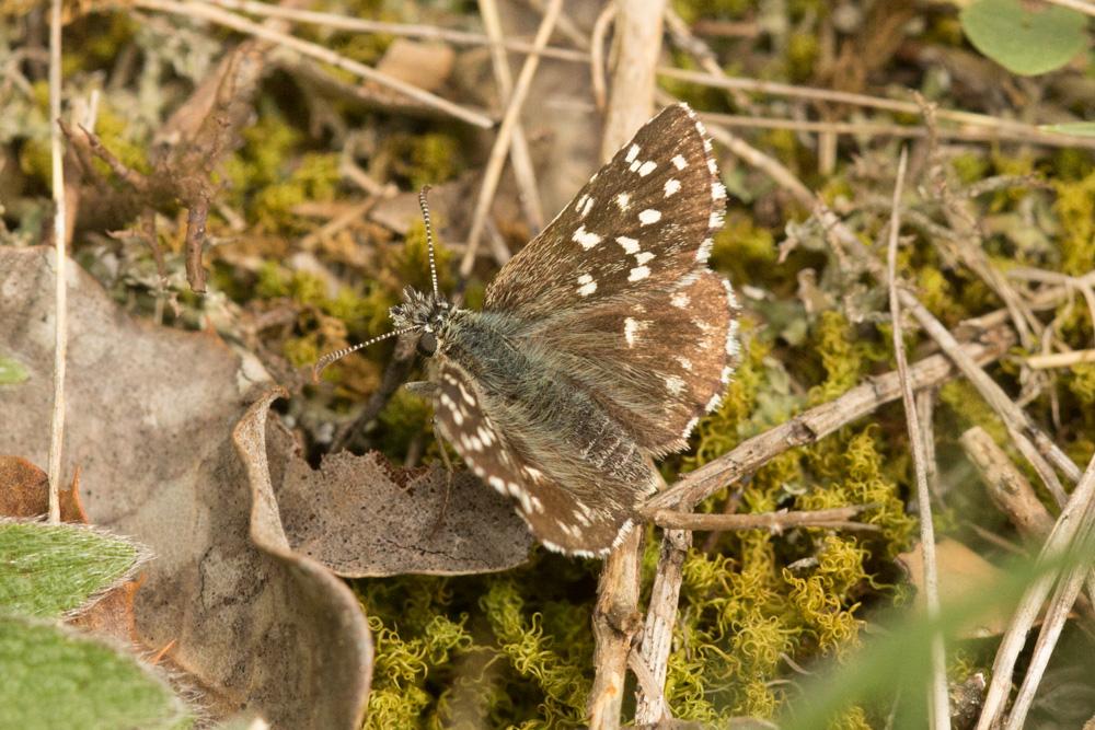 Tacheté austral (Le), Hespérie de l'Aigremoine (L' Pyrgus malvoides (Elwes & Edwards, 1897)