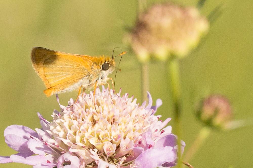 Hespérie du Chiendent (L'), Hespérie Actéon (L'),  Thymelicus acteon (Rottemburg, 1775)