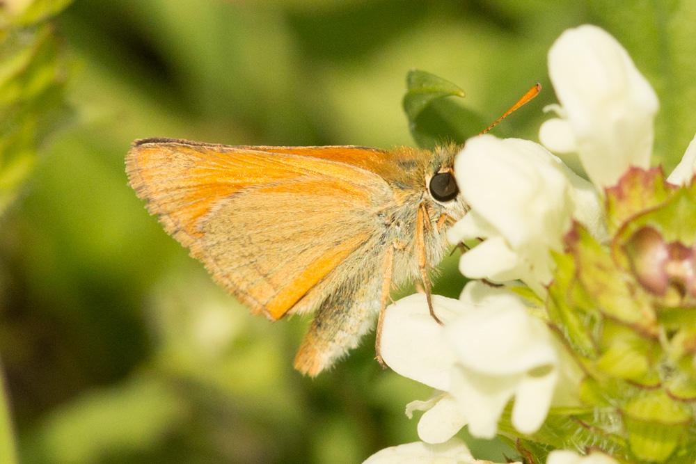 Hespérie du Chiendent (L'), Hespérie Actéon (L'),  Thymelicus acteon (Rottemburg, 1775)