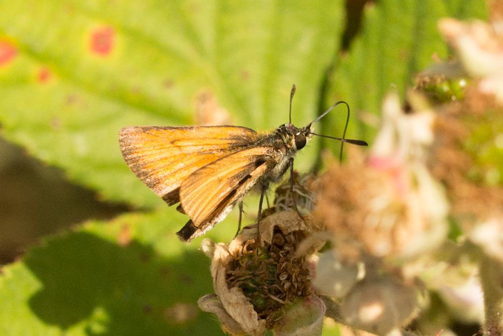 Hespérie du Dactyle (L'), Hespérie europénne (au C Thymelicus lineola (Ochsenheimer, 1808)