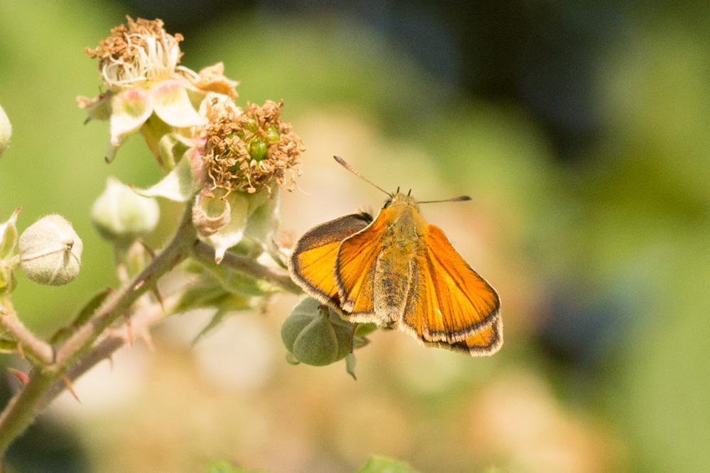 Hespérie du Dactyle (L'), Hespérie europénne (au C Thymelicus lineola (Ochsenheimer, 1808)