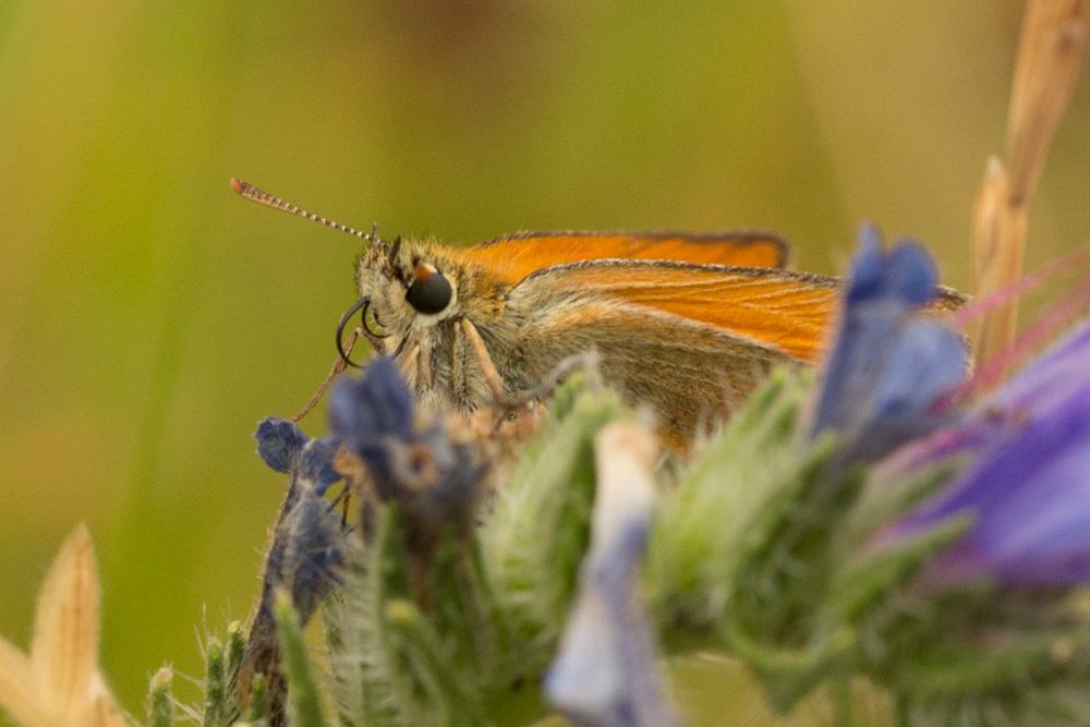 Hespérie de la Houque (L'), Thaumas (Le), Bande no Thymelicus sylvestris (Poda, 1761)