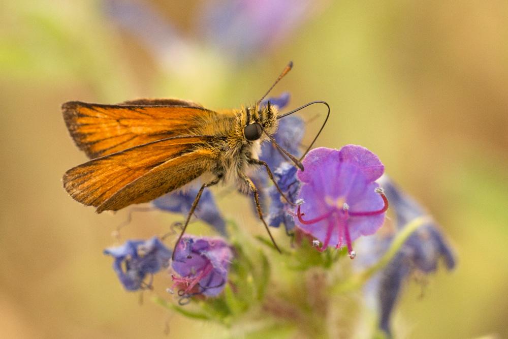 Hespérie du Dactyle (L'), Hespérie europénne (au C Thymelicus lineola (Ochsenheimer, 1808)
