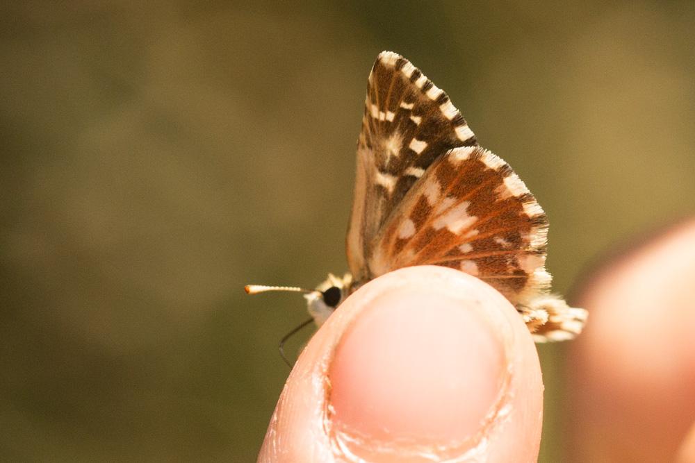 Tacheté austral (Le), Hespérie de l'Aigremoine (L' Pyrgus malvoides (Elwes & Edwards, 1897)