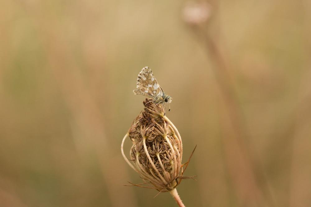 Hespérie des Sanguisorbes (L'), Sao (La), Roussâtr Spialia sertorius (Hoffmannsegg, 1804)