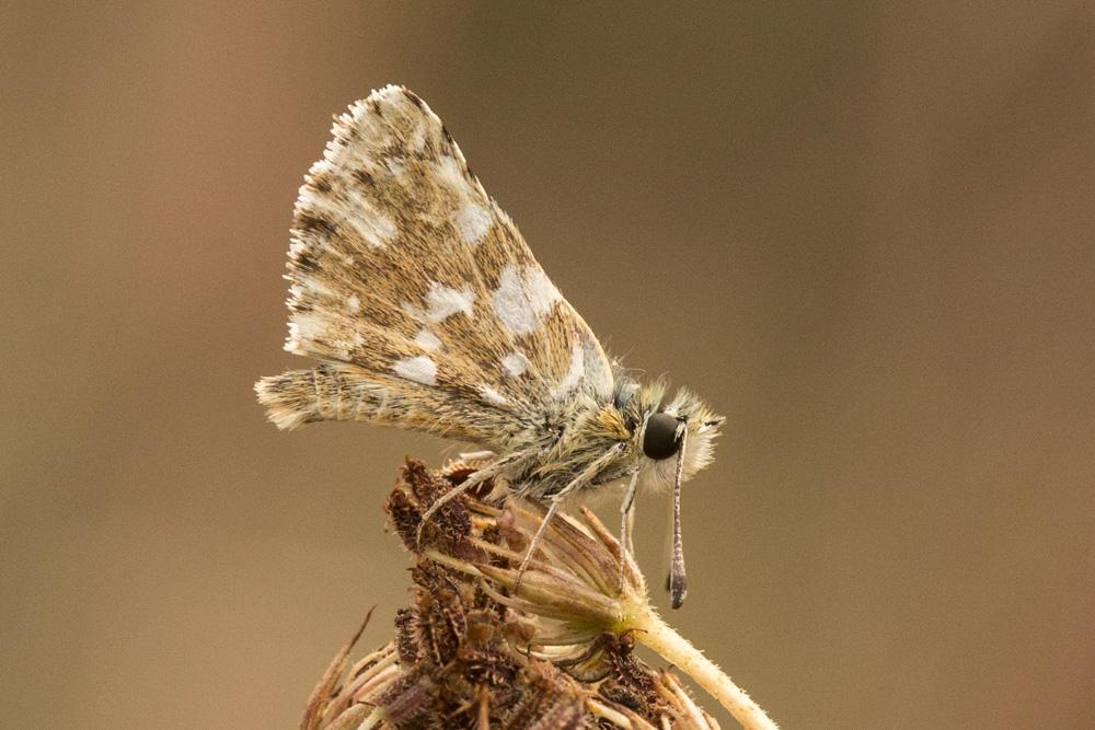 Hespérie des Sanguisorbes (L'), Sao (La), Roussâtr Spialia sertorius (Hoffmannsegg, 1804)
