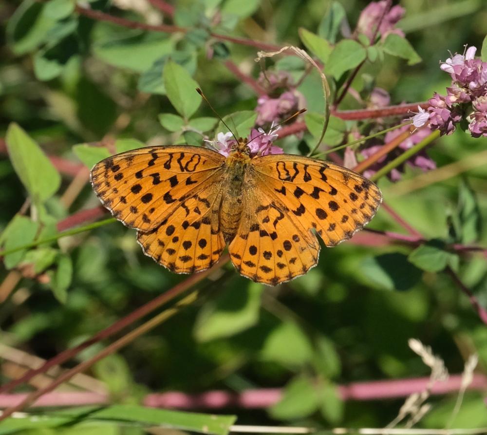 Nacré de la Ronce (Le), Nacré lilacé (Le), Nacré l Brenthis daphne (Denis & Schiffermüller, 1775)