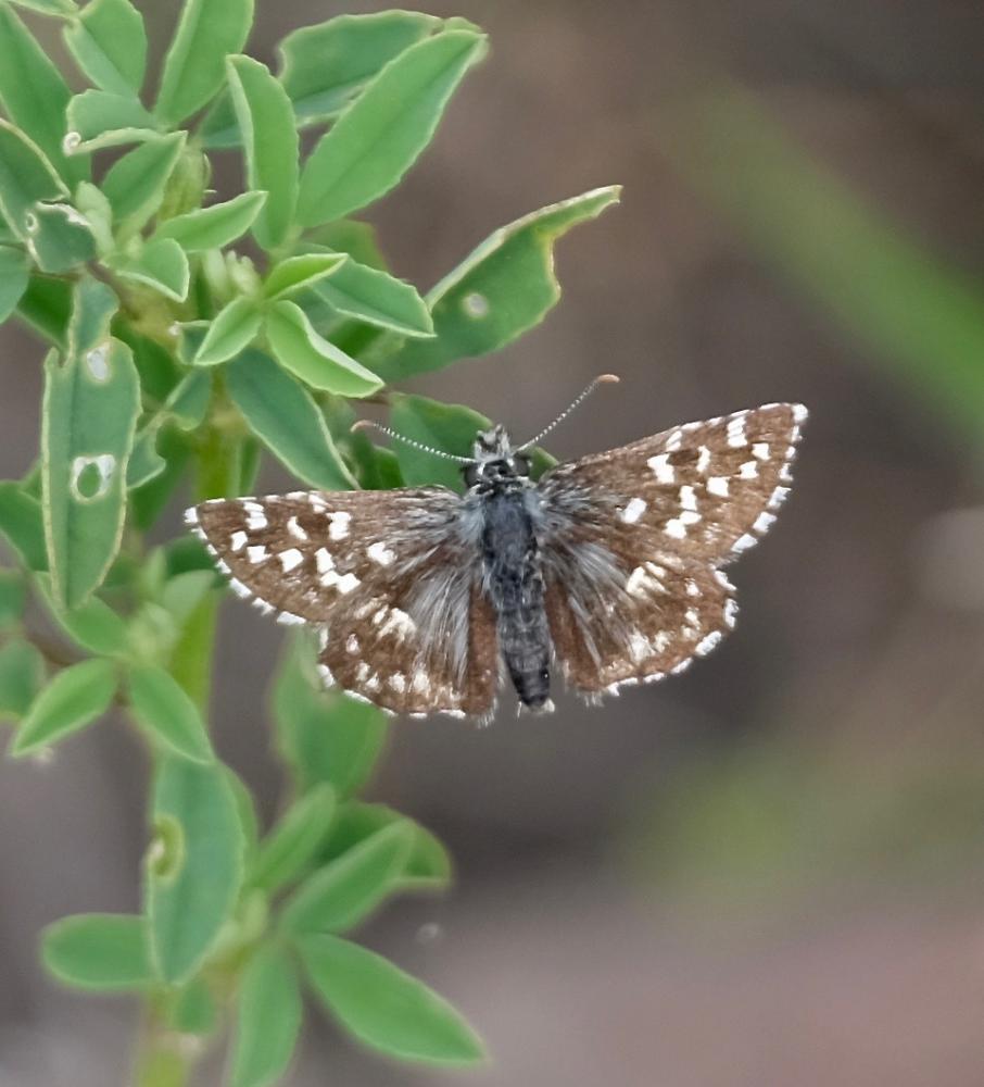 Tacheté austral (Le), Hespérie de l'Aigremoine (L' Pyrgus malvoides (Elwes & Edwards, 1897)