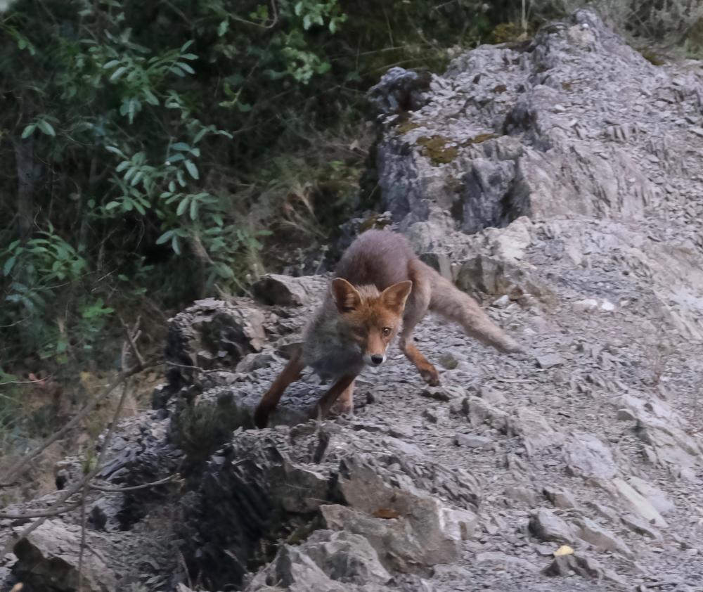 Renard roux Vulpes vulpes (Linnaeus, 1758)