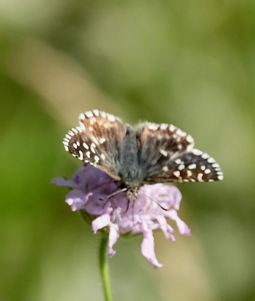 Tacheté austral (Le), Hespérie de l'Aigremoine (L' Pyrgus malvoides (Elwes & Edwards, 1897)