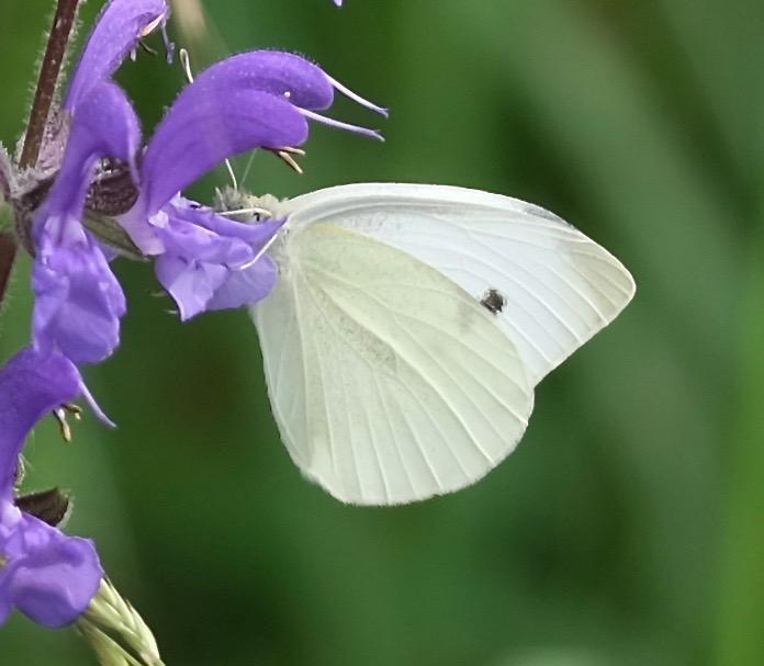 Piéride de l'Ibéride (La), Piéride jumelle (La) Pieris mannii (Mayer, 1851)