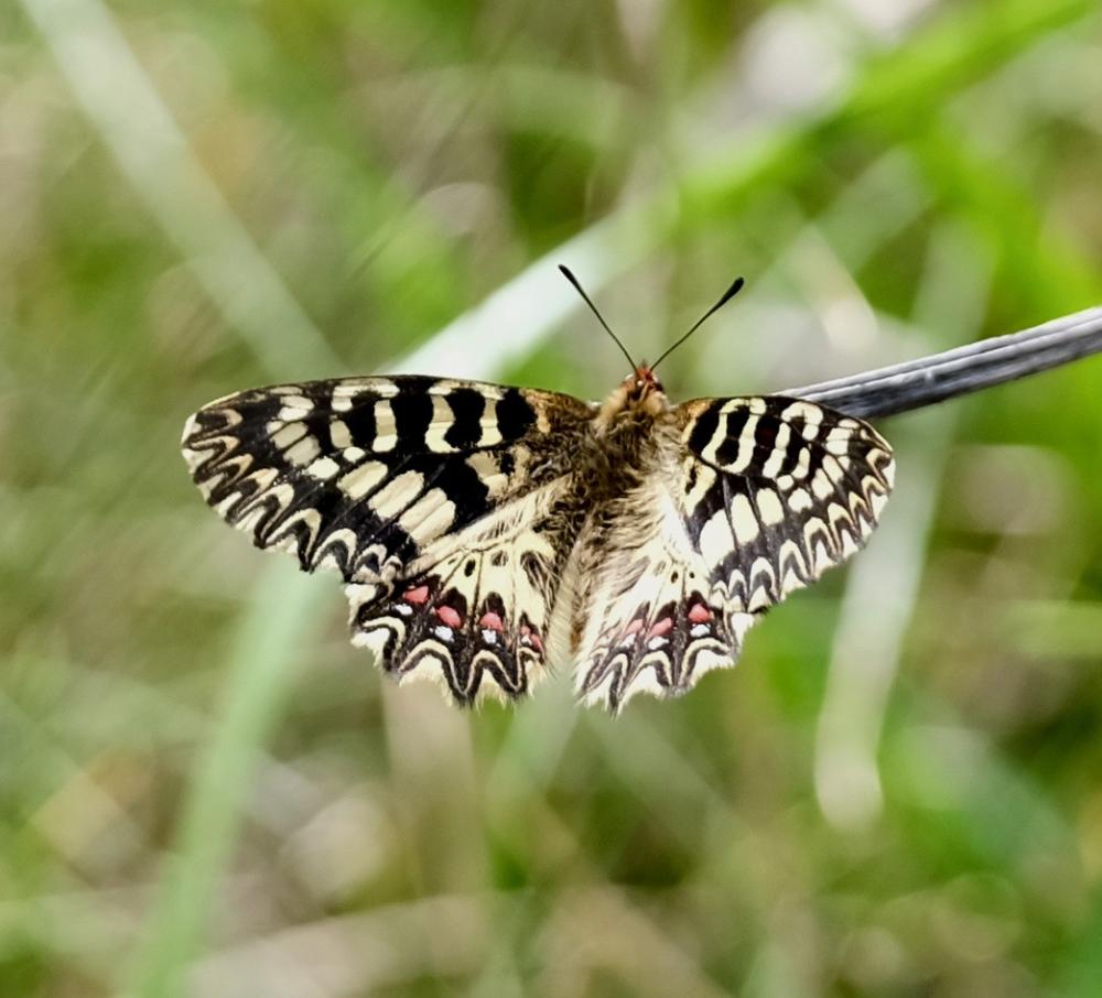 Diane (La), Thaïs (La) Zerynthia polyxena (Denis & Schiffermüller, 1775)