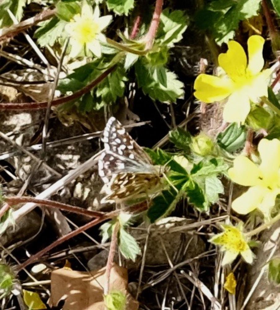 Tacheté austral (Le), Hespérie de l'Aigremoine (L' Pyrgus malvoides (Elwes & Edwards, 1897)