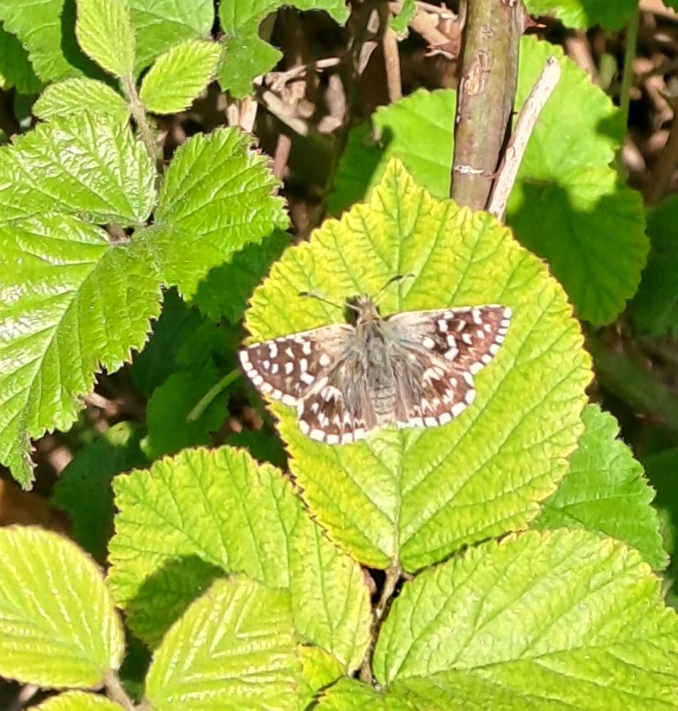 Tacheté austral (Le), Hespérie de l'Aigremoine (L' Pyrgus malvoides (Elwes & Edwards, 1897)