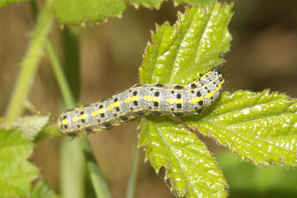 Orthosie rougeoyante (L') Orthosia miniosa (Denis & Schiffermüller, 1775)