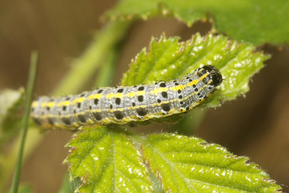 Orthosie rougeoyante (L') Orthosia miniosa (Denis & Schiffermüller, 1775)