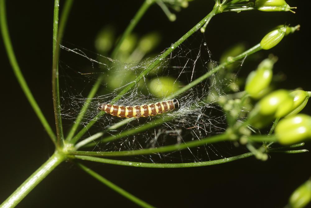  Depressaria ululana Rössler, 1866