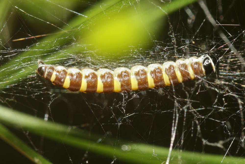  Depressaria ululana Rössler, 1866