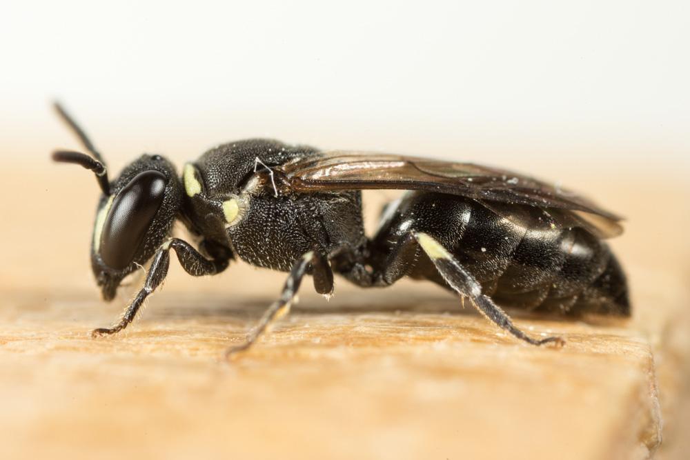  Hylaeus Fabricius, 1793