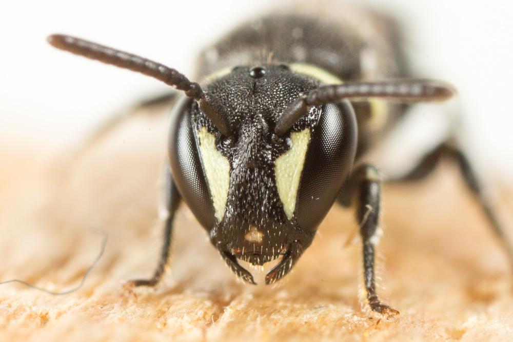 Hylaeus Fabricius, 1793