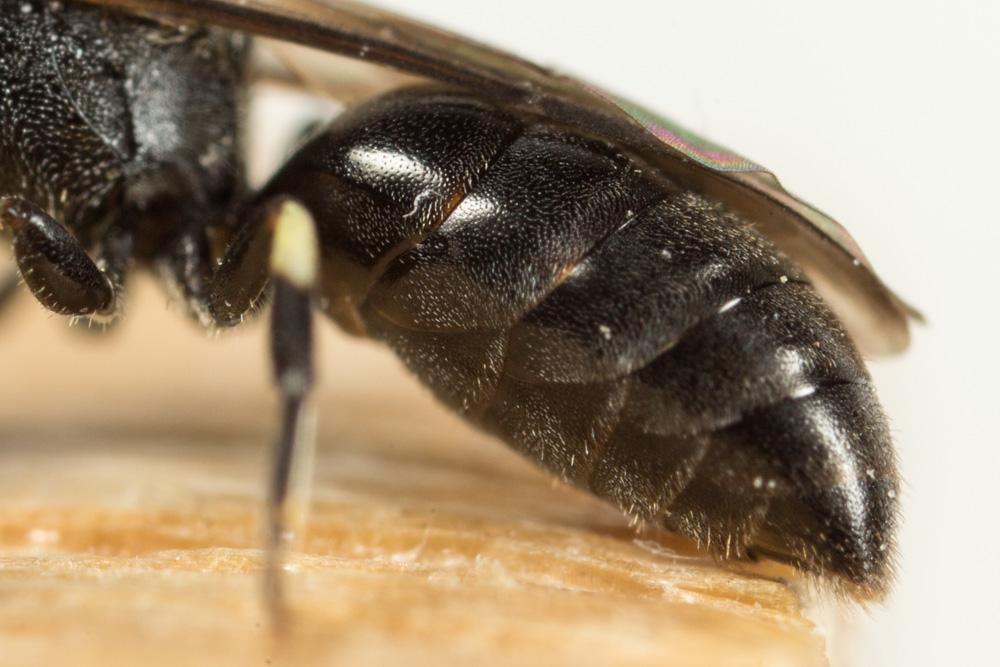 Hylaeus Fabricius, 1793