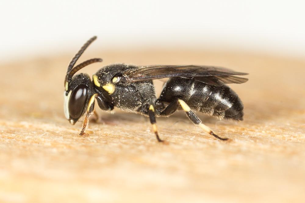  Hylaeus gibbus Saunders, 1850