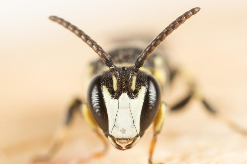  Hylaeus gibbus Saunders, 1850