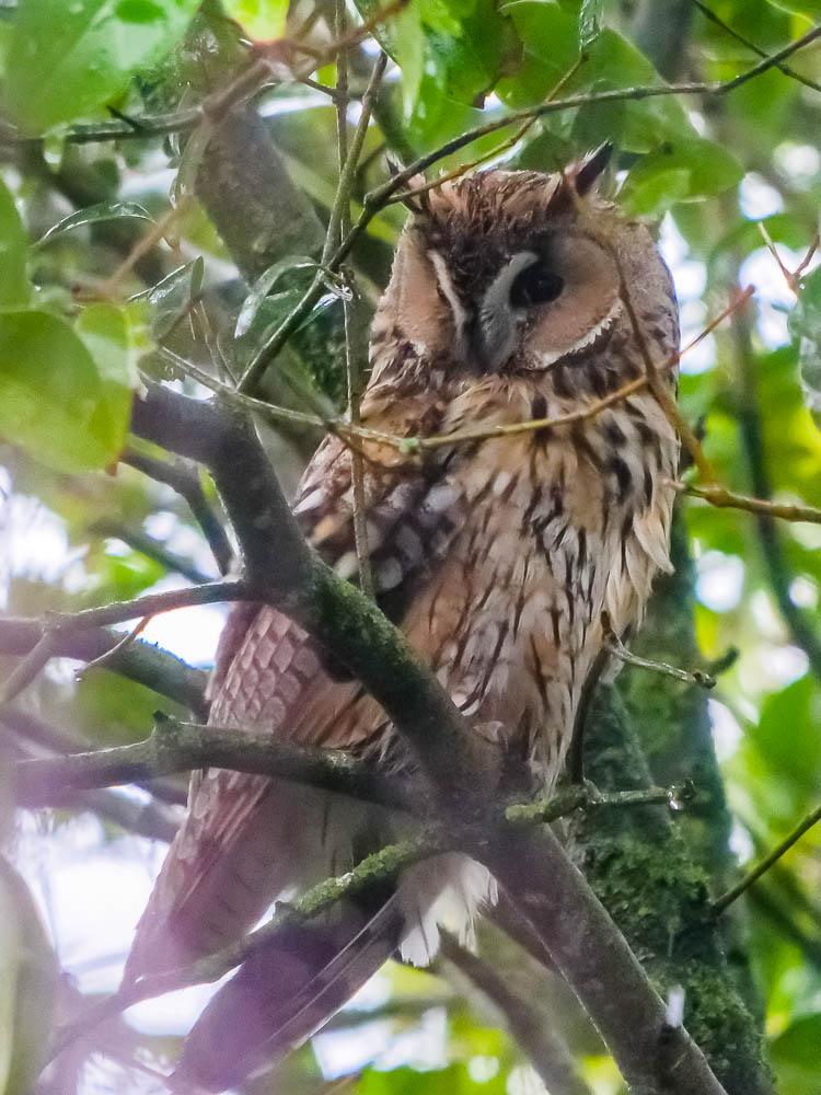 Hibou moyen-duc Asio otus (Linnaeus, 1758)