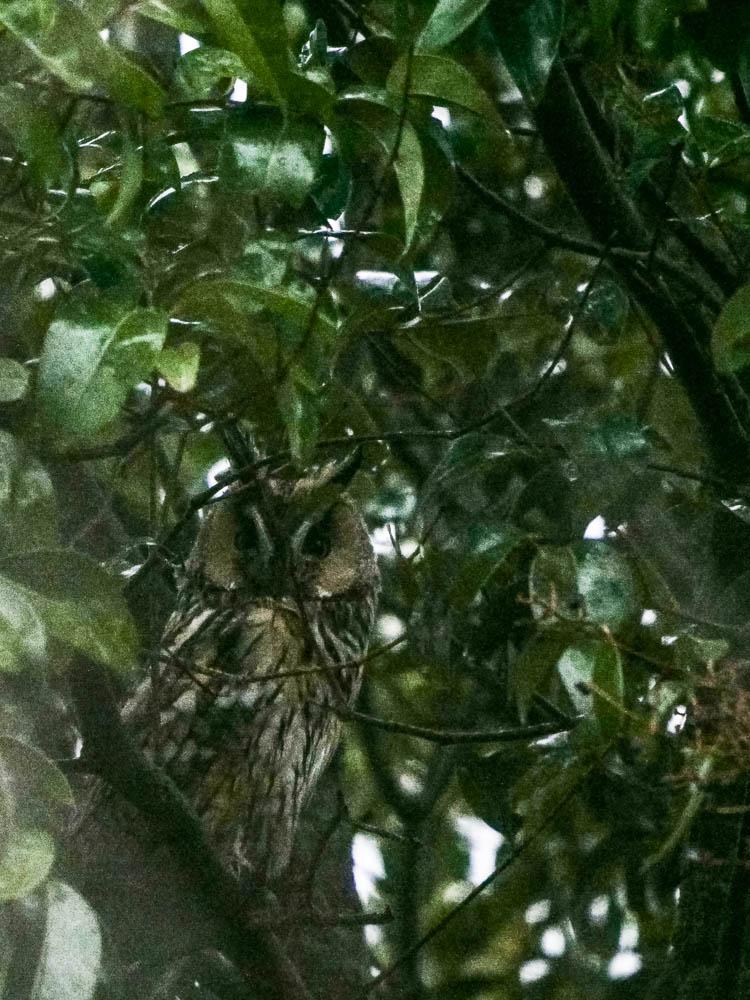 Hibou moyen-duc Asio otus (Linnaeus, 1758)