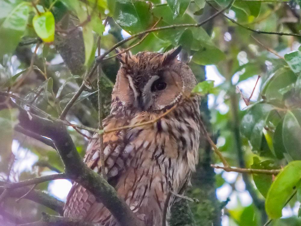 Hibou moyen-duc Asio otus (Linnaeus, 1758)