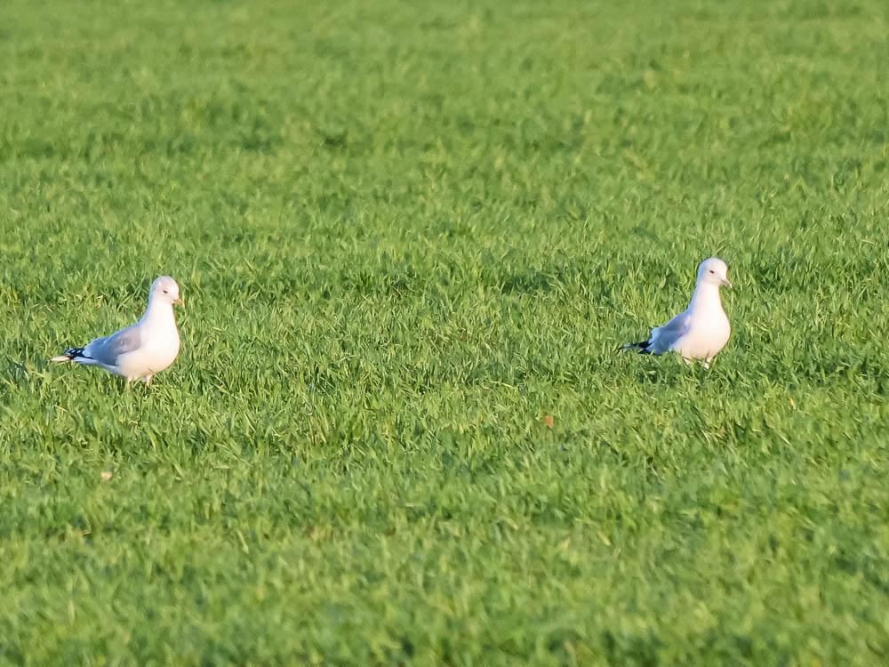 Goéland cendré Larus canus Linnaeus, 1758