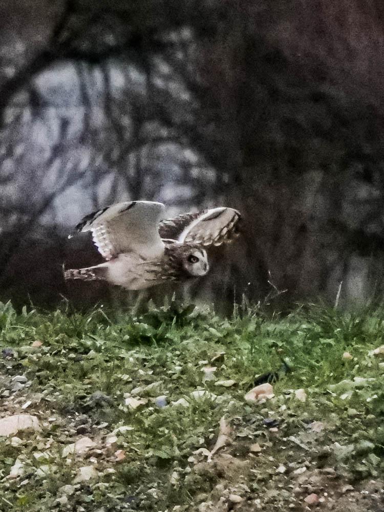 Hibou des marais Asio flammeus (Pontoppidan, 1763)