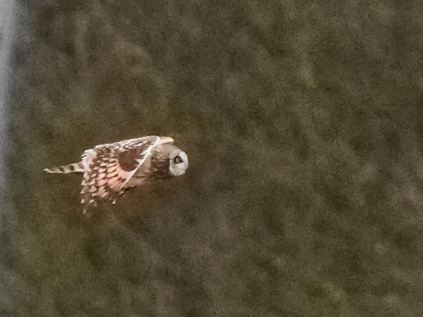 Hibou des marais Asio flammeus (Pontoppidan, 1763)