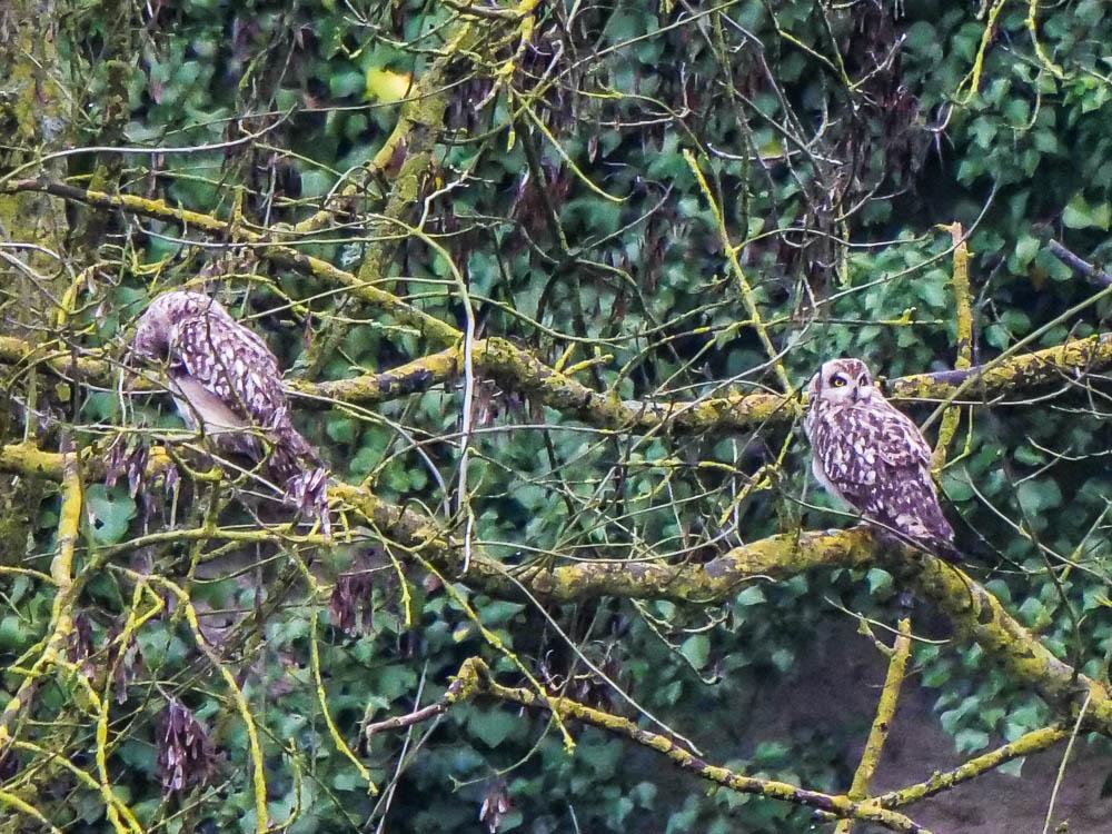 Hibou des marais Asio flammeus (Pontoppidan, 1763)