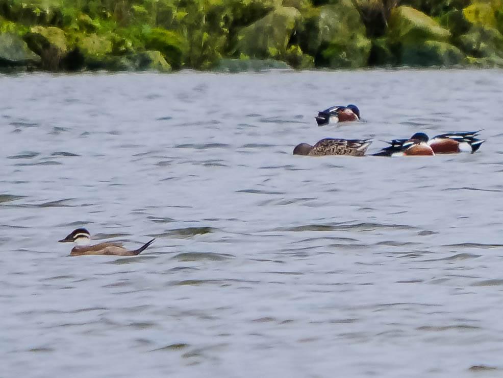 Érismature à tête blanche Oxyura leucocephala (Scopoli, 1769)