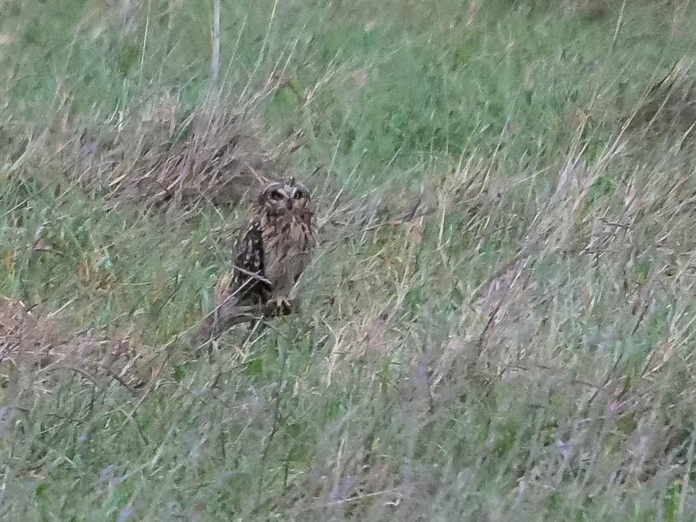 Hibou des marais Asio flammeus (Pontoppidan, 1763)