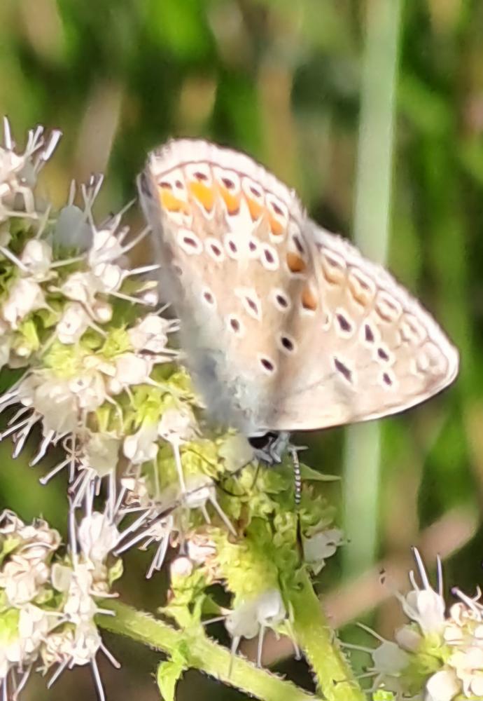 Azuré de L'Esparcette (L'), Azuré de Chapman (L'), Polyommatus thersites (Cantener, 1835)