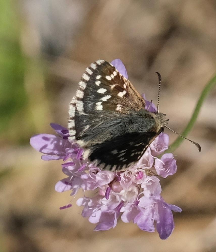 Tacheté austral (Le), Hespérie de l'Aigremoine (L' Pyrgus malvoides (Elwes & Edwards, 1897)