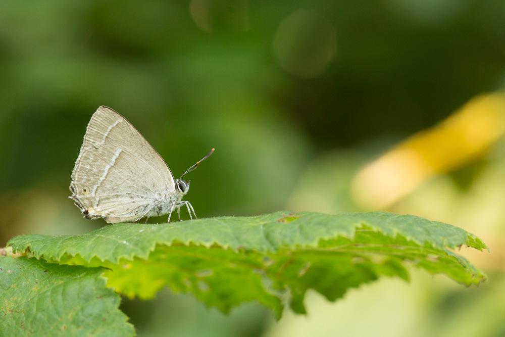 Thécla du Chêne (La), Porte-Queue bleu à une bande Quercusia quercus (Linnaeus, 1758)