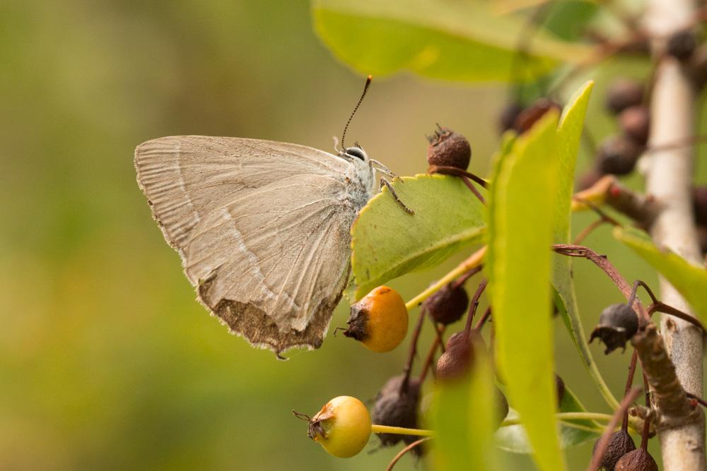 Thécla du Chêne (La), Porte-Queue bleu à une bande Quercusia quercus (Linnaeus, 1758)