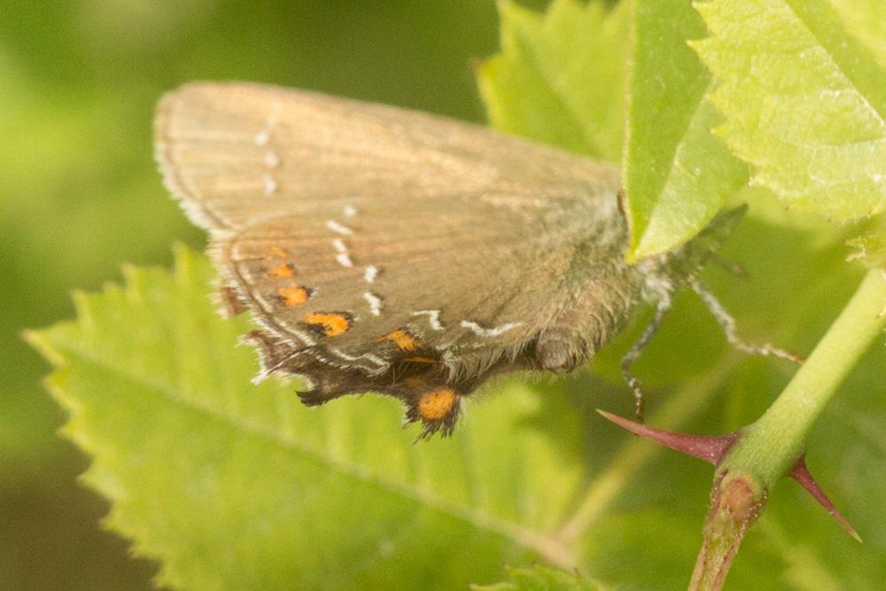 Thécla de l'Yeuse (La), Lyncée (Le), Porte-Queue b Satyrium ilicis (Esper, 1779)