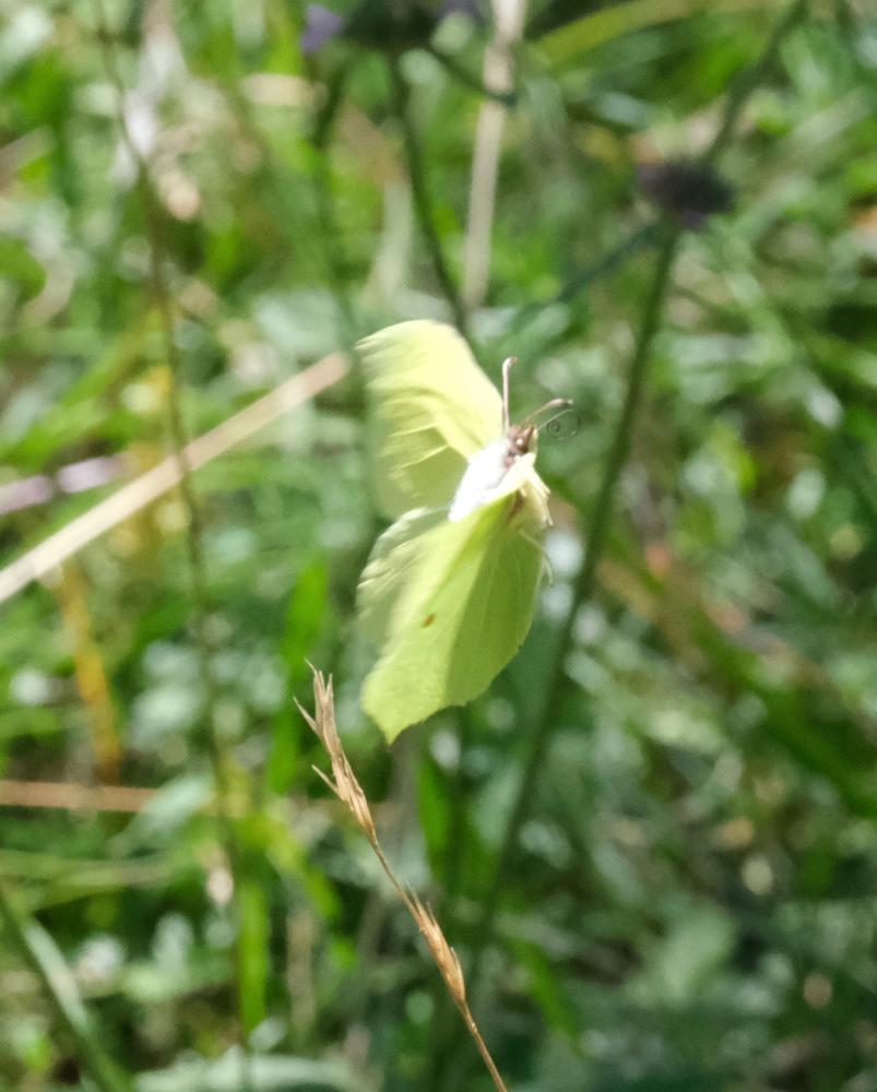 Citron (Le), Limon (Le), Piéride du Nerprun (La) Gonepteryx rhamni (Linnaeus, 1758)
