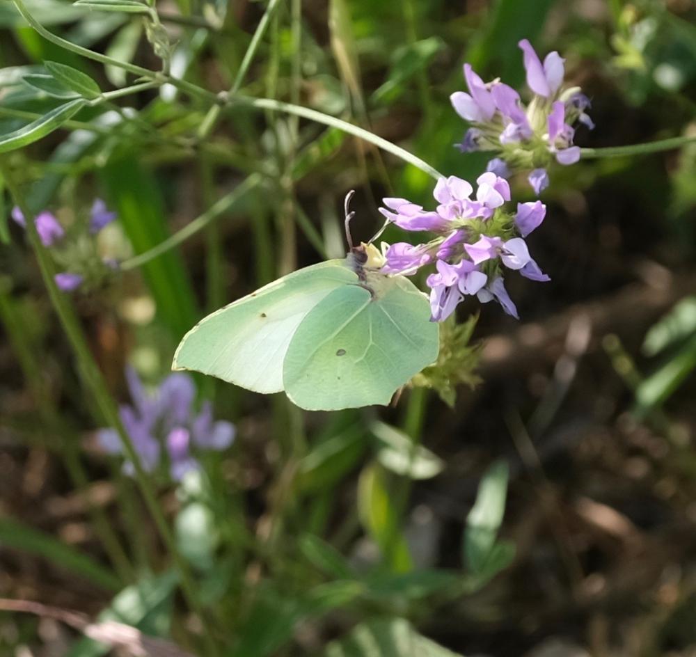 Citron de Provence (Le), Cléopâtre (La), Piéride C Gonepteryx cleopatra (Linnaeus, 1767)