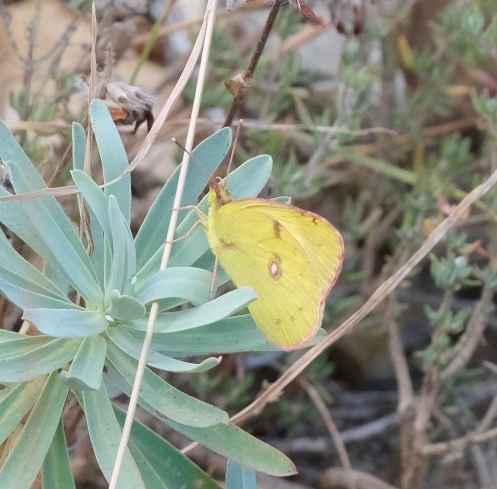 Fluoré (Le) Colias alfacariensis Ribbe, 1905