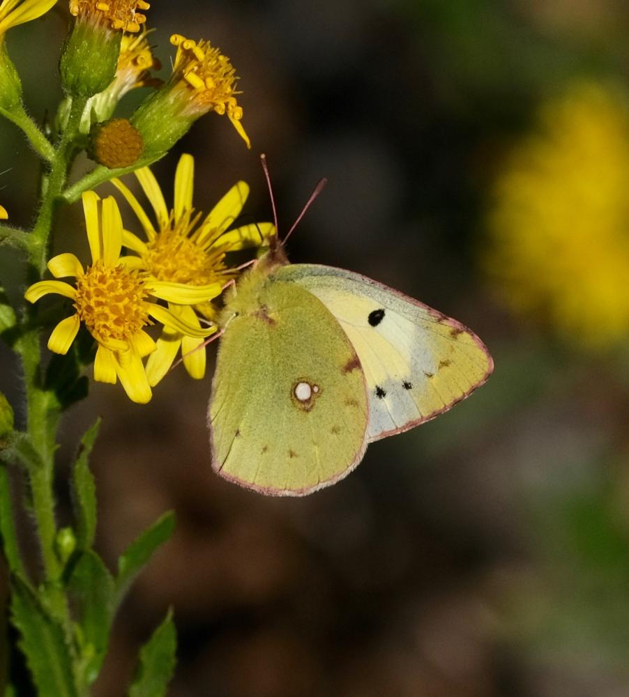 Fluoré (Le) Colias alfacariensis Ribbe, 1905