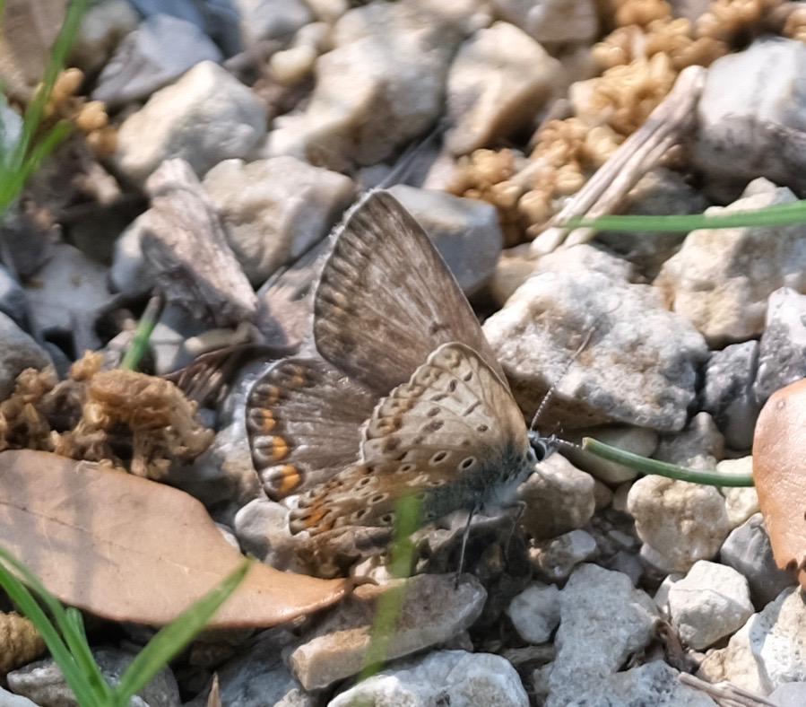 Bleu-nacré d'Espagne (Le) Lysandra hispana (Herrich-Schäffer, 1852)