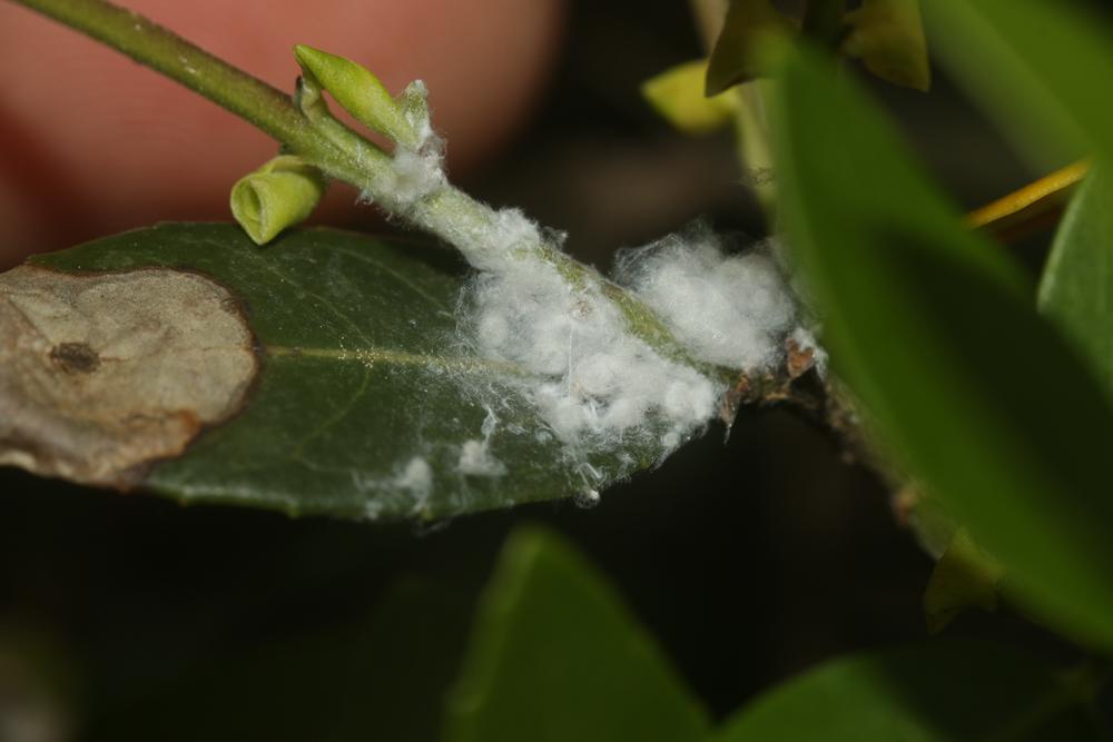  Euphyllura phillyreae Foerster, 1848