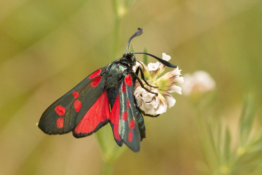 Zygène du Pied-de-Poule (La), Zygène des Lotiers ( Zygaena filipendulae (Linnaeus, 1758)