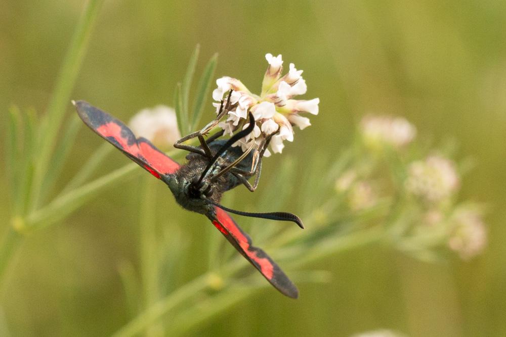 Zygène du Pied-de-Poule (La), Zygène des Lotiers ( Zygaena filipendulae (Linnaeus, 1758)